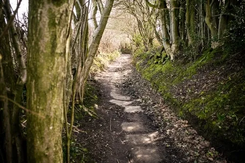 Path with trees at the back of University campus .