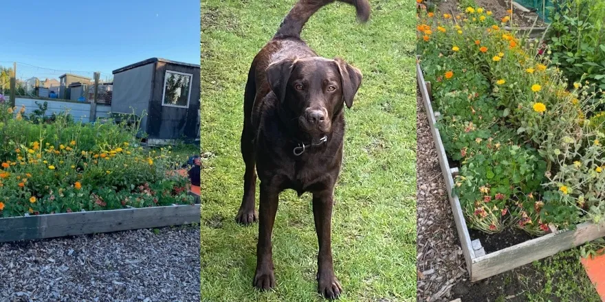 From left to right: allotment, black Labrador, allotment.