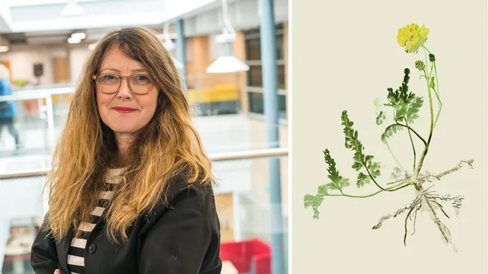A collage showing a female academic on the left and a herbarium style photo of a buttercup on the right.
